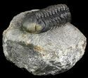 Austerops Trilobite - Great Eyes #46703-1